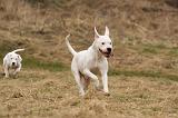 DOGUE ARGENTIN 235